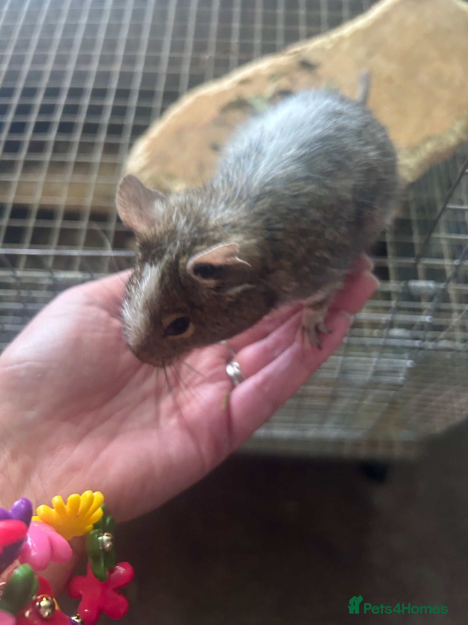 Degus rodents Two male bonded degus looking for a new home - Advert 9