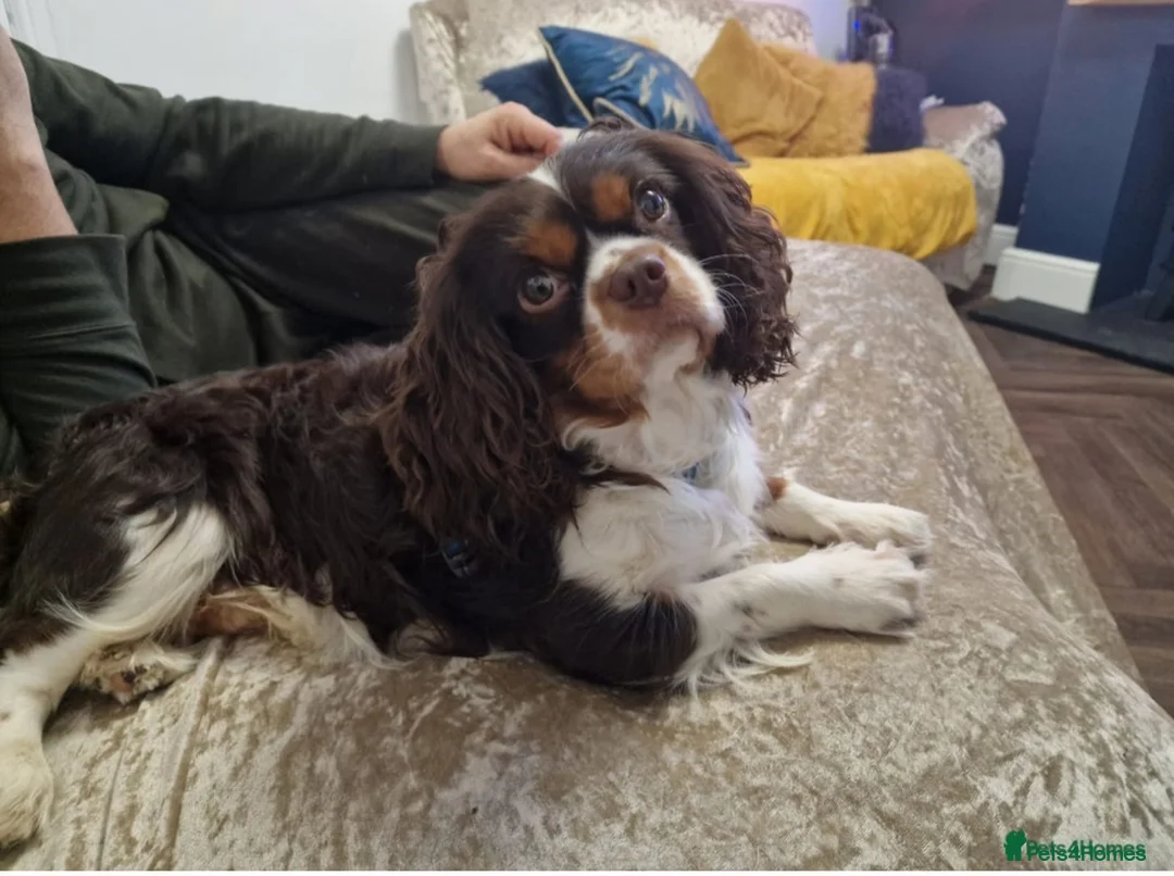Cavapoo dogs for sale: LAST FEMALE - F1 Cavapoo - Parents DNA Tested  - Advert 11