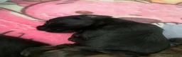Mixed Breed dogs for sale: Doxipoos - Advert 6