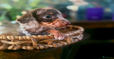 Miniature Dachshund dogs Quality miniature daschund  - Advert 2