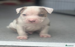 Staffordshire Bull Terrier dogs for sale: Ready now !! - Image 19