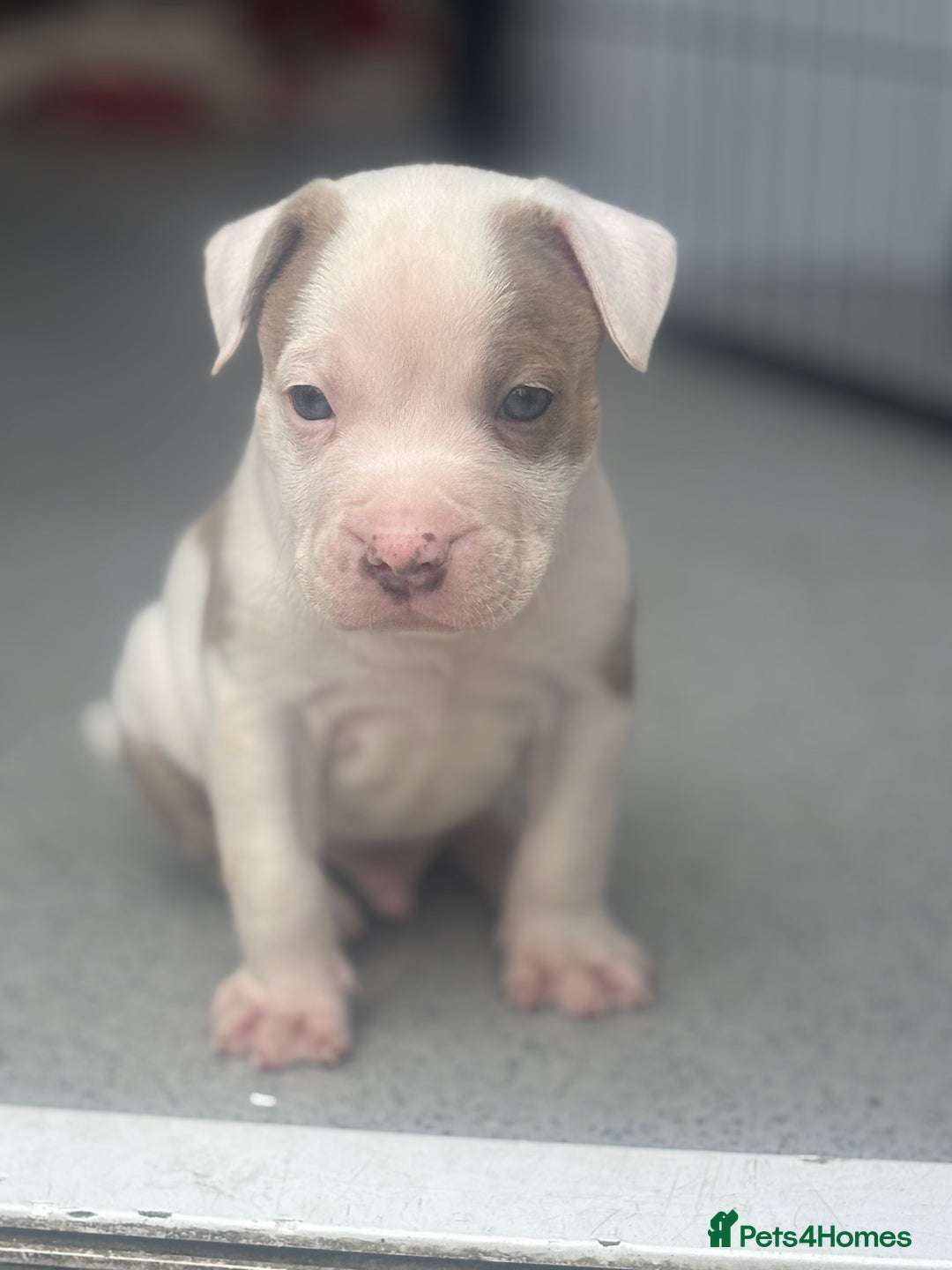 Staffordshire Bull Terrier dogs for sale: Ready now !! - Image 19