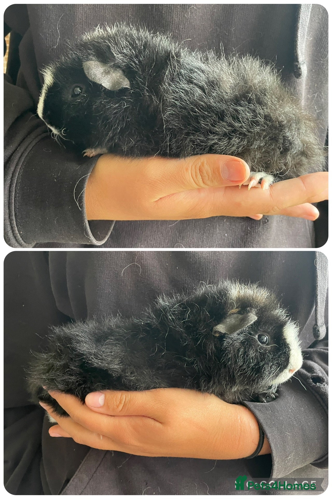 Guinea Pig rodents Baby boar guinea pigs  - Advert 1