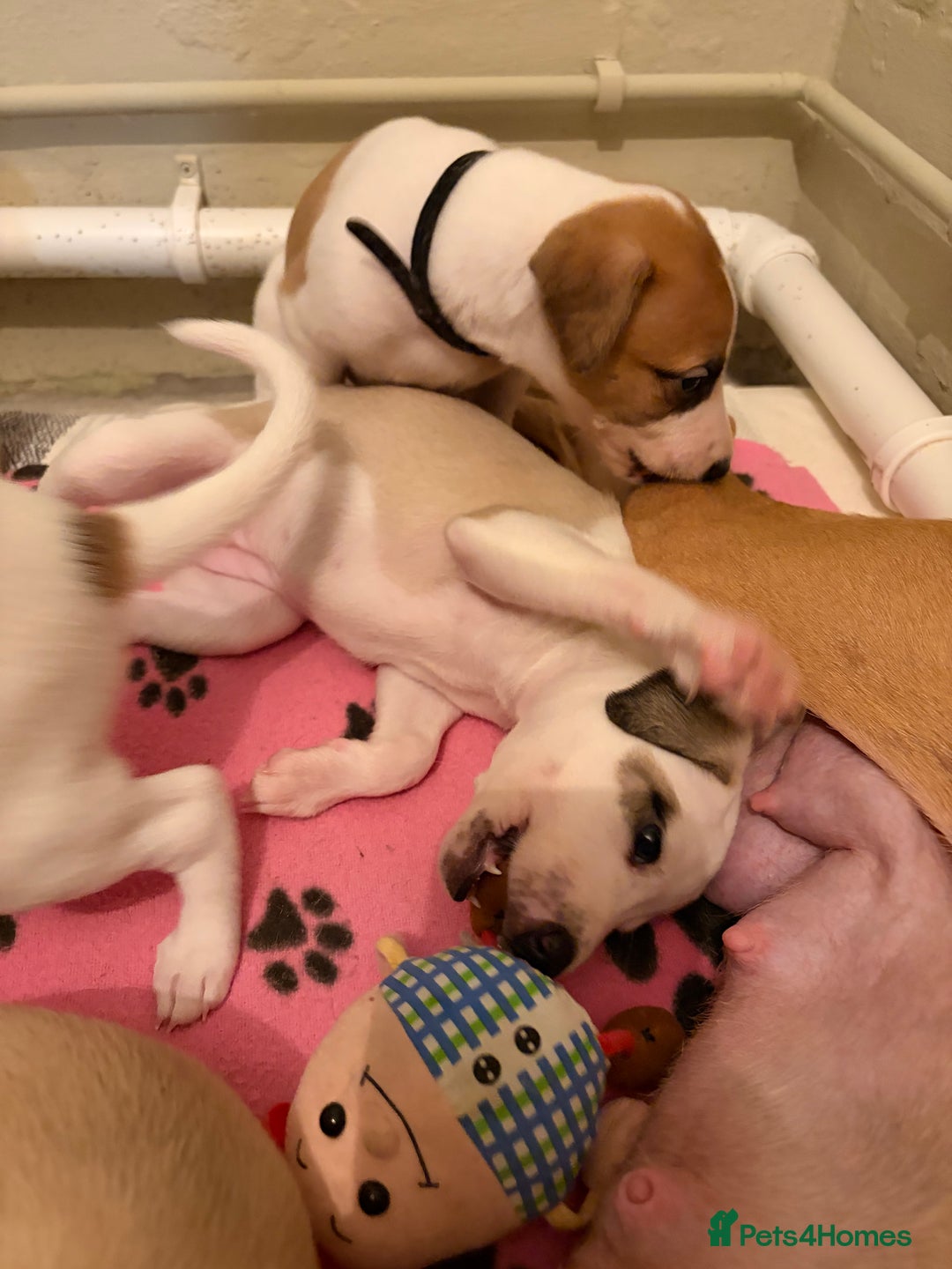 Whippet dogs for sale: 📣 Outstanding Show & Racing Lines - Advert 11