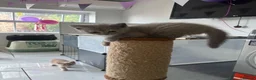 British Shorthair cats for sale: British shorthair and longhair kittens - Advert 12