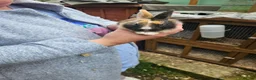 Mixed Breed rabbits for sale: Minilop x rex rabbits  - Advert 17