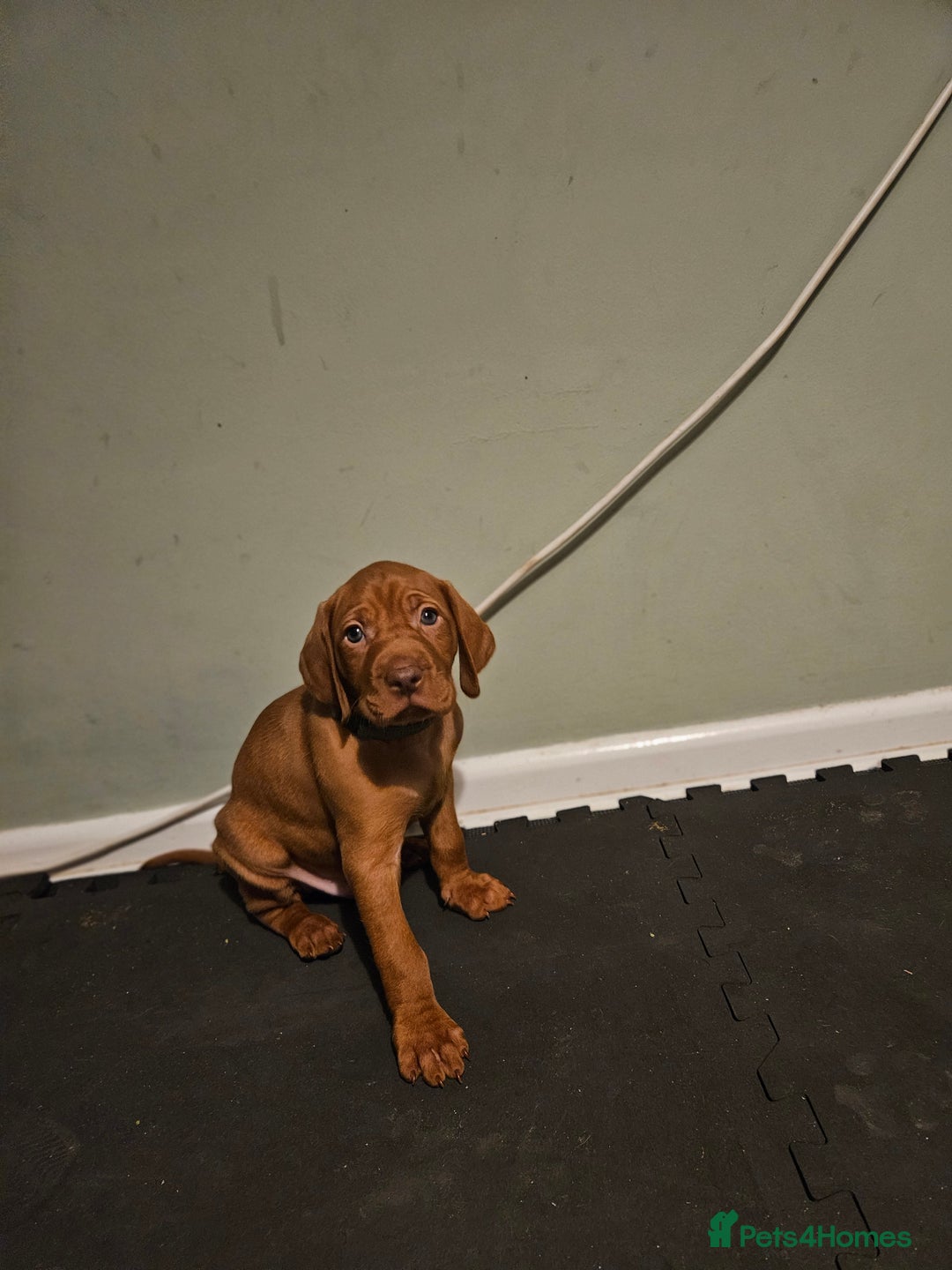 Hungarian Vizsla dogs for sale: 🏆🇭🇺 KC Registered Hungarian Vizsla Pups - Advert 22