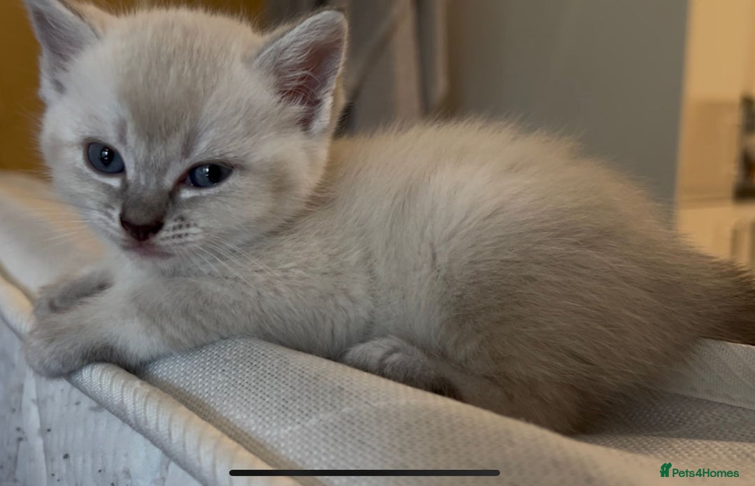 Siamese cats for sale: BEAUTIFUL LYNX POINT SIAMESE GIRL - Image 3
