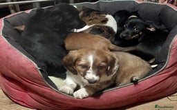 Mixed Breed dogs for sale: Terrier x dachshund - Image 2