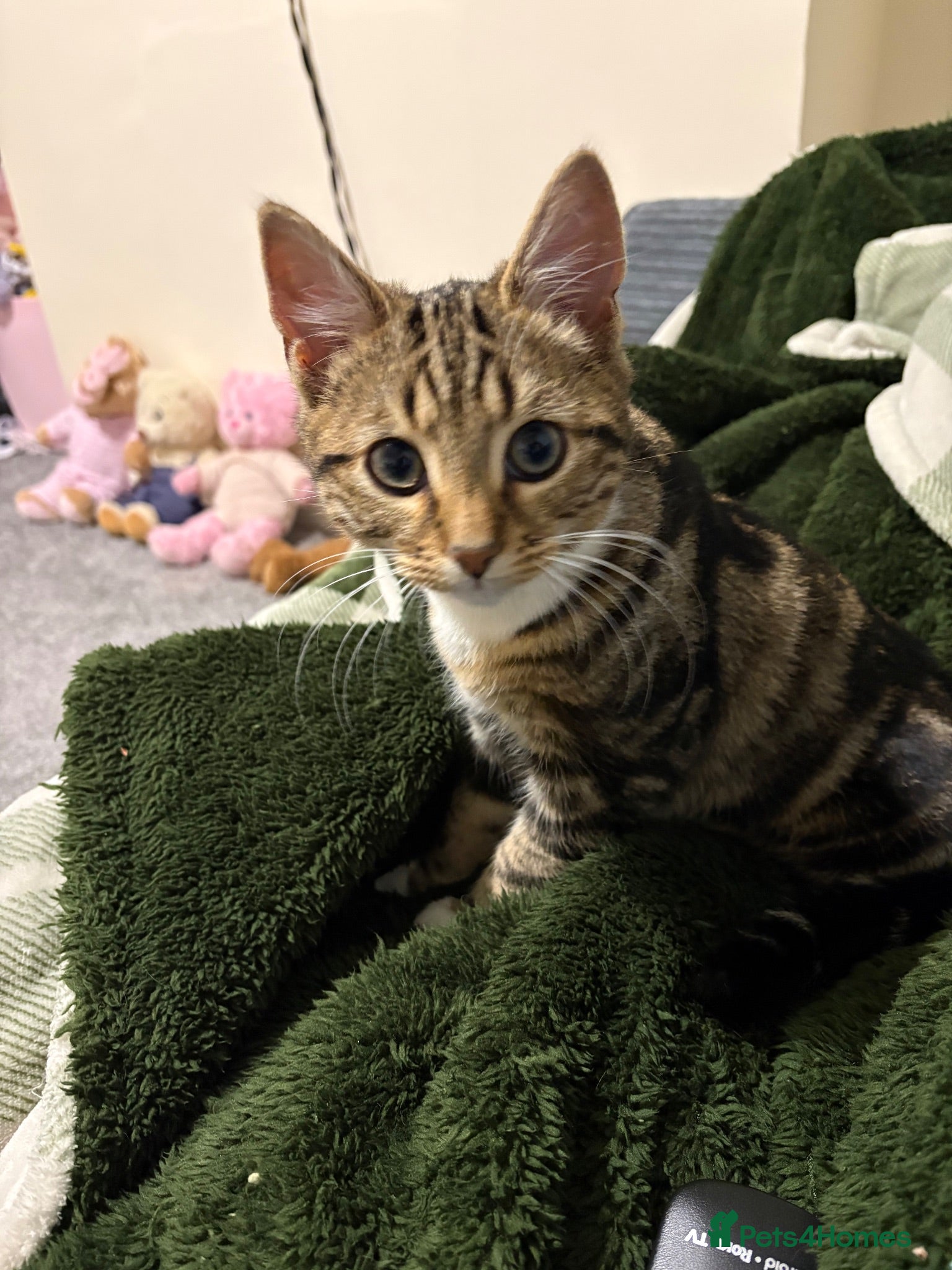 Mixed Breed cats Dennis  - Advert 7