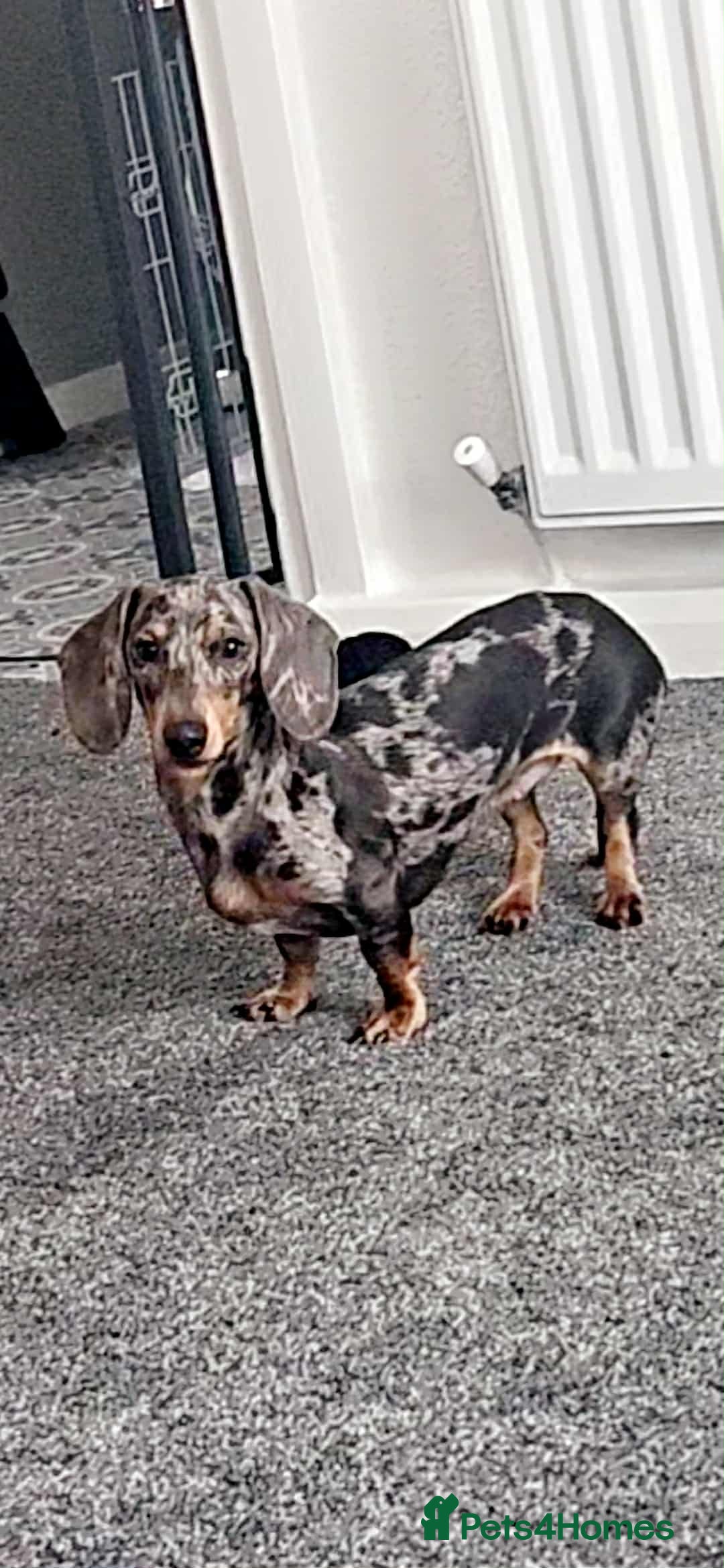 Miniature Dachshund dogs for sale: Beautiful choclate and tan bitch ❤️ 💜  - Advert 6