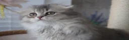 Munchkin cats for sale: 🍇🫐Munchkin Kittens - Advert 3