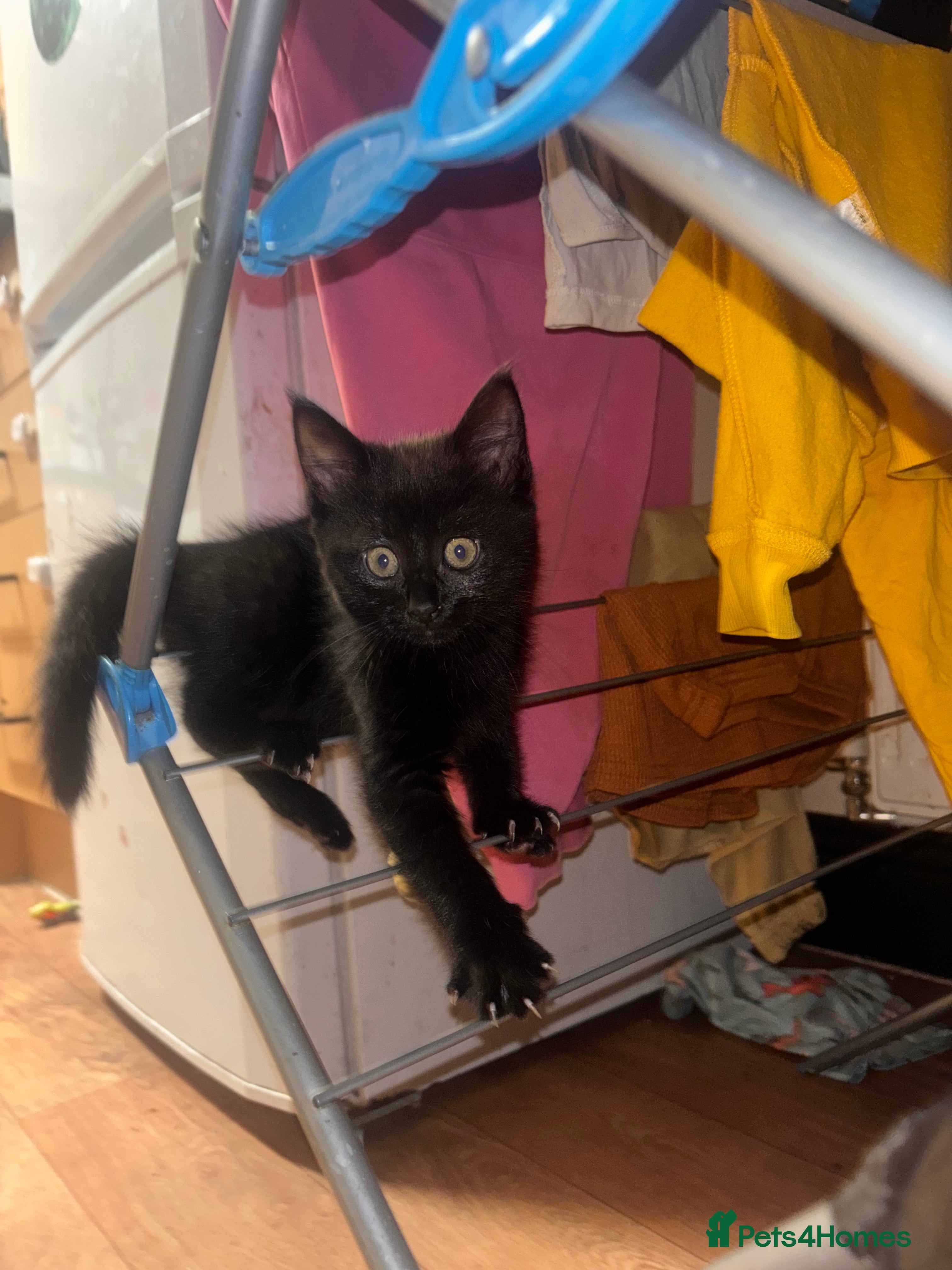 Bombay cats Kitten  - Advert 22