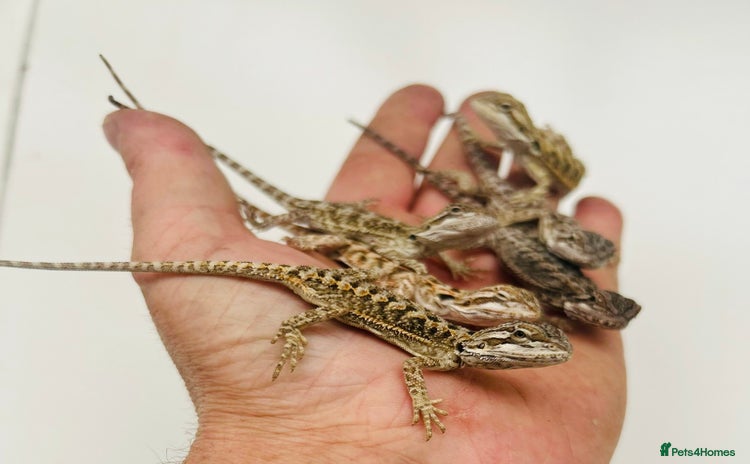 Bearded Dragon reptiles - Advert 4