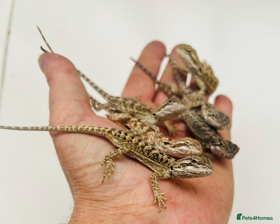 Bearded Dragon reptiles for sale: Baby bearded dragons  - Image 1
