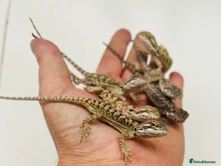 Bearded Dragon reptiles Baby bearded dragons - Advert 10