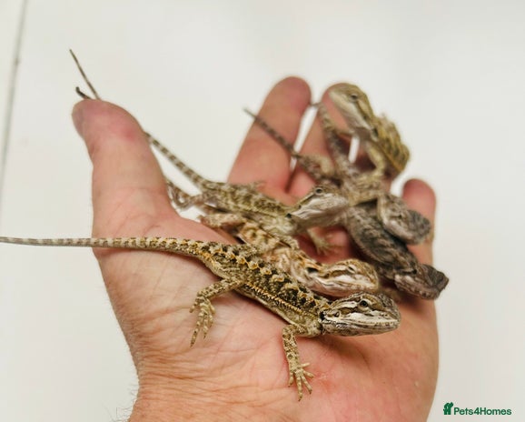 Bearded Dragon reptiles - Advert 11