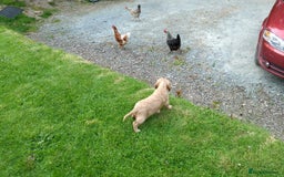 Cocker Spaniel dogs for sale: Cocker Spaniel Puppies - Image 12