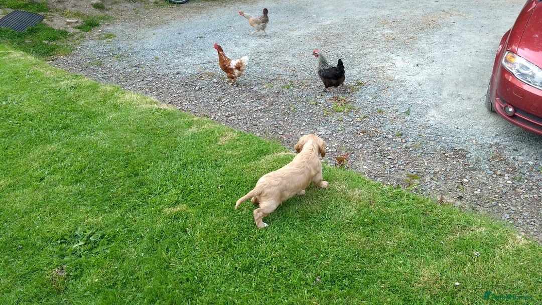 Cocker Spaniel dogs for sale: Cocker Spaniel Puppies - Image 12