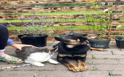 Mixed Breed dogs for adoption: 💙🐶 OLCHIK 🐶💙 - Image 9