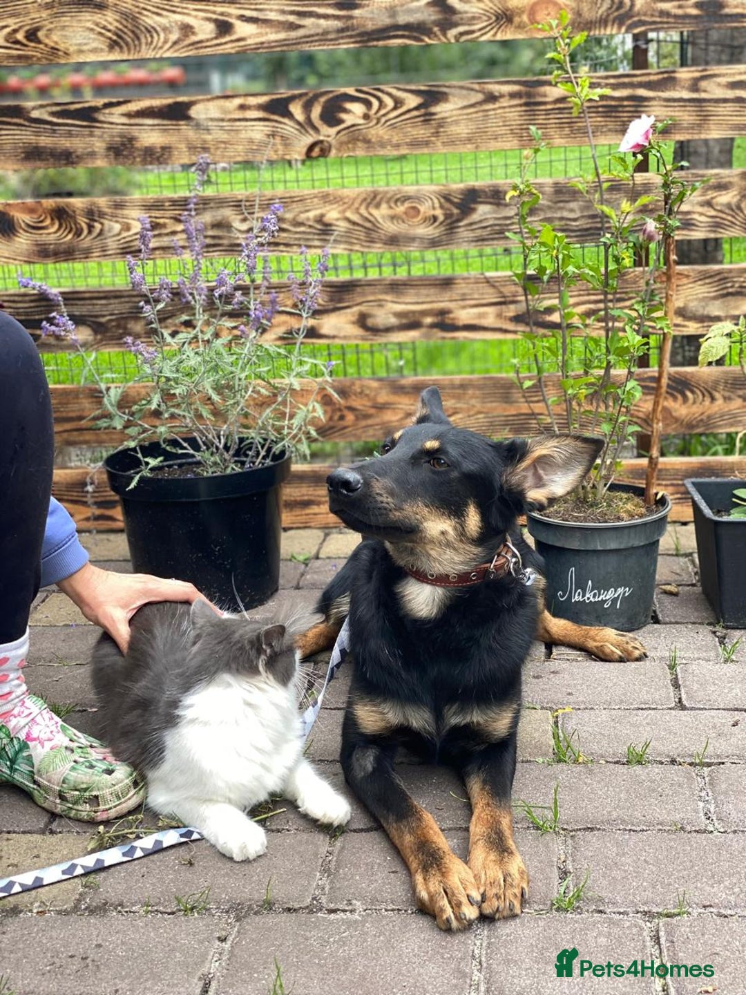 Mixed Breed dogs for adoption: 💙🐶 OLCHIK 🐶💙 - Image 9