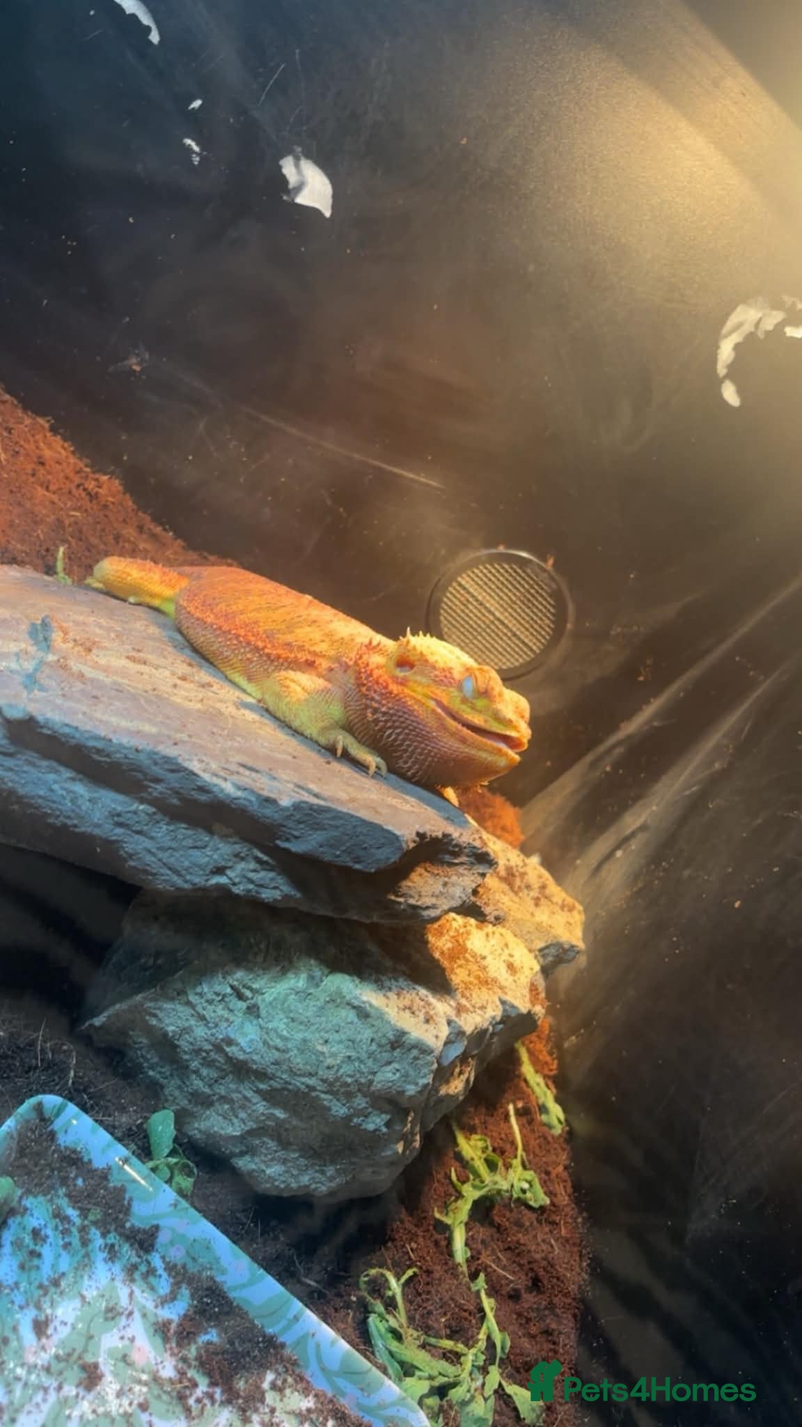 Bearded Dragon reptiles Beautiful red dragon - Advert 1