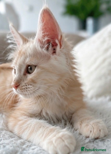 Maine Coon cats 1 boy left very Rare Maine Coon Kitten TICA Active - Advert 2