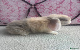 Mini Lop rabbits for sale: Pure bred Mini Lops - Image 3