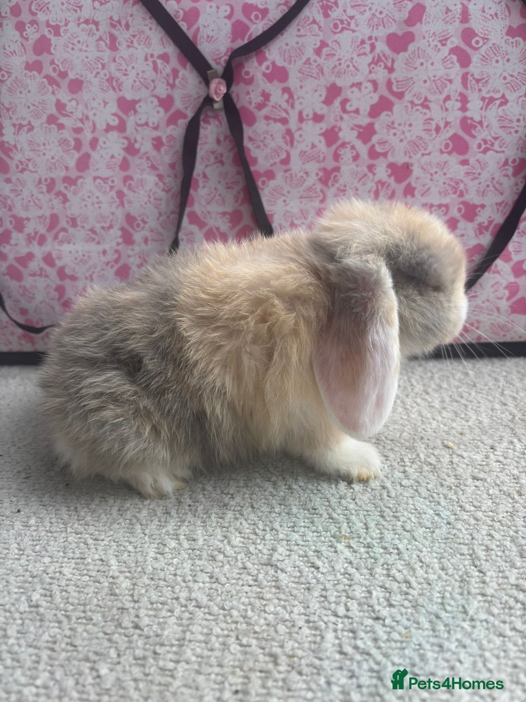 Mini Lop rabbits for sale: Pure bred Mini Lops - Image 3