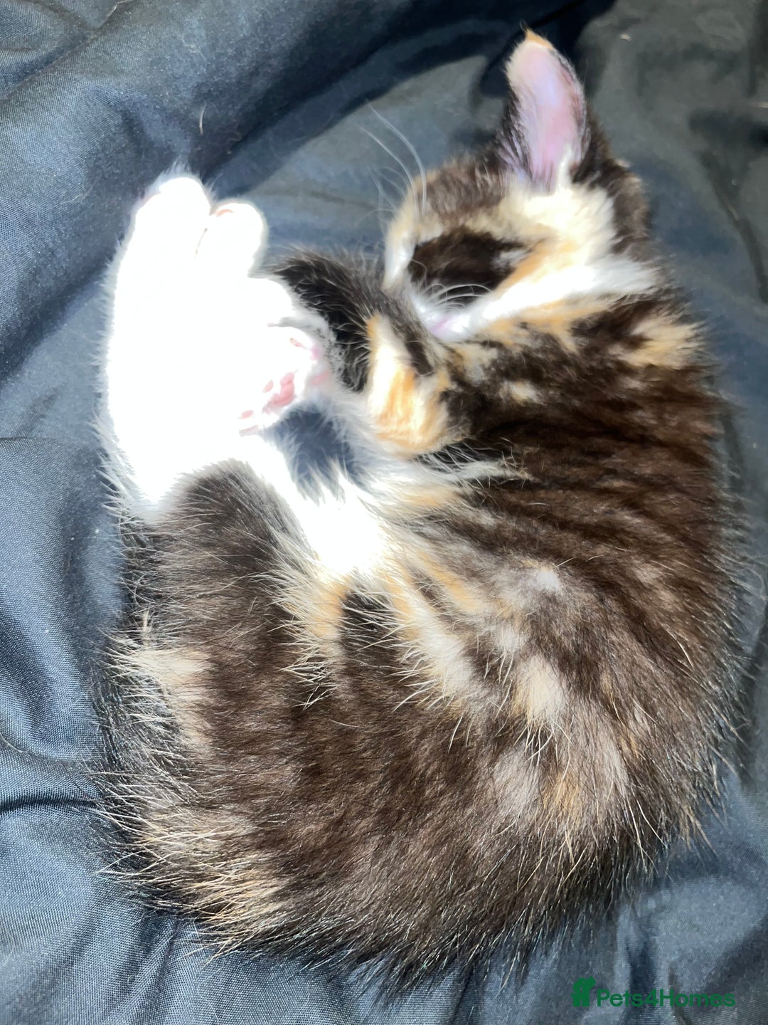 Domestic Shorthair cats for sale: Trixie  - Advert 4