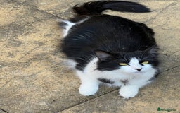 Mixed Breed cats for sale: Two beautiful boys - Image 11