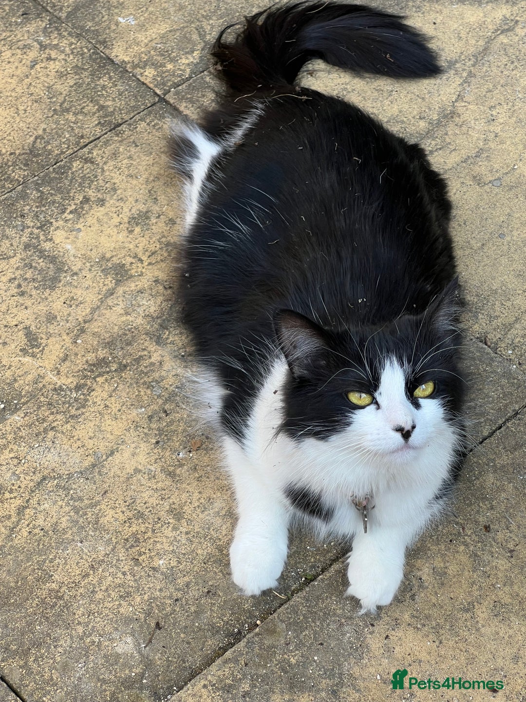 Mixed Breed cats for sale: Two beautiful boys - Image 11