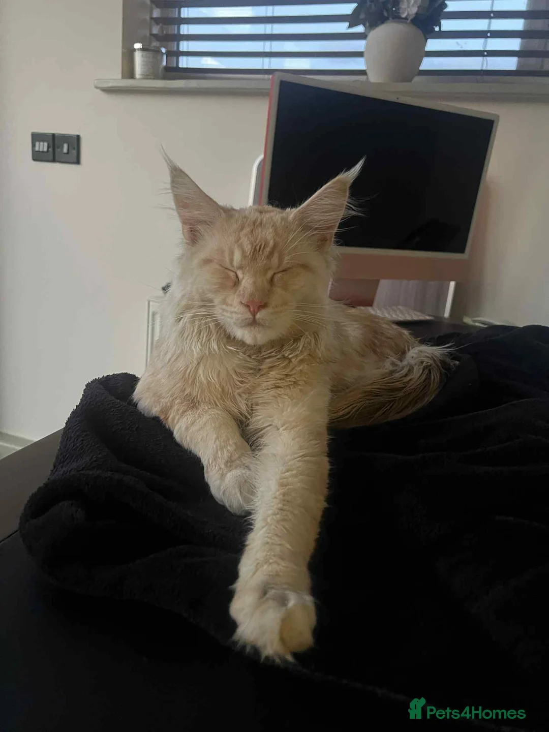Maine Coon cats for adoption: Two Beautiful 1 year old Neutered Mainecoons  - Advert 7