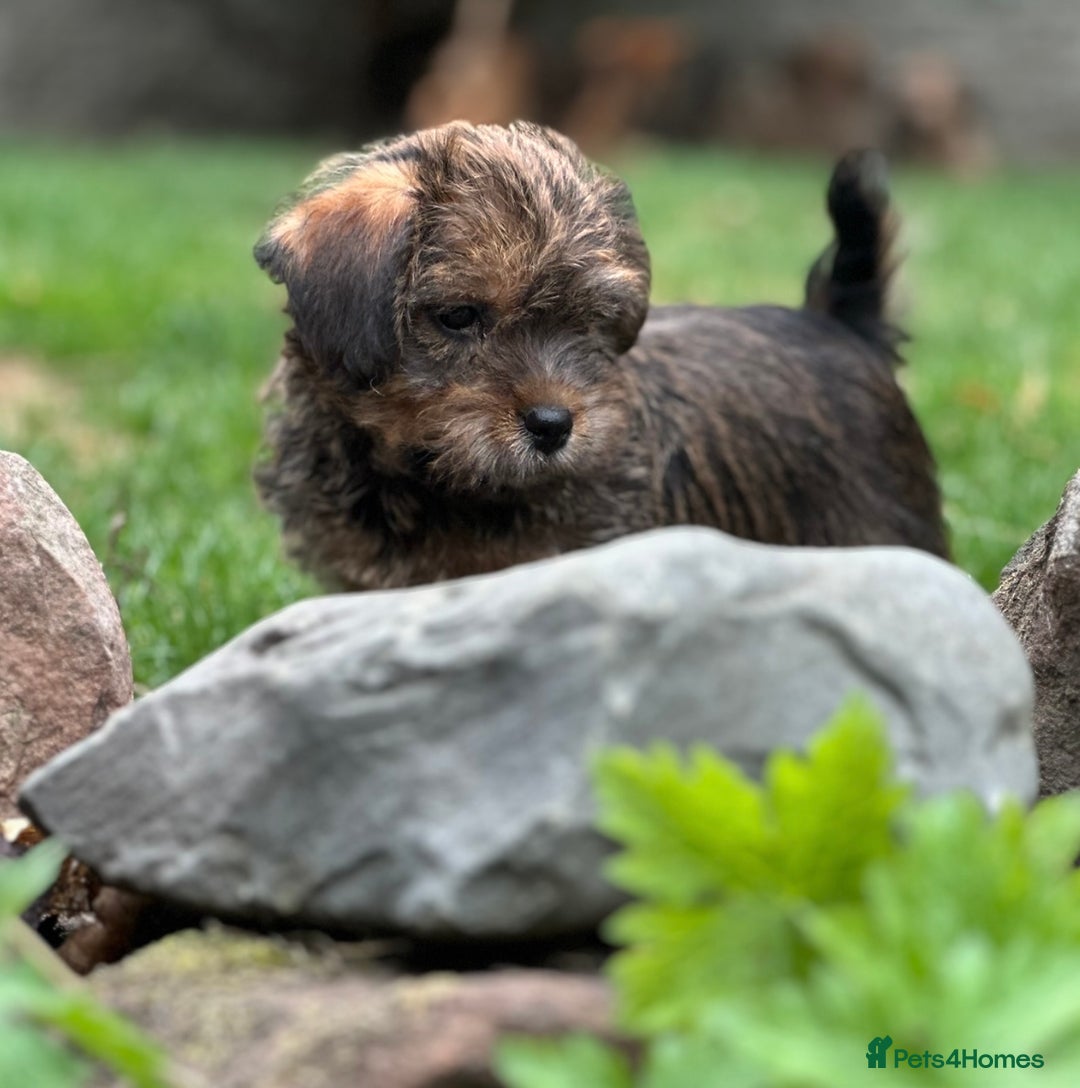 Mixed Breed dogs for sale: Stunning Norfolk terrier x jrt pups ready now - Image 4