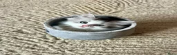 British Longhair cats for sale: British Longhair little kittens  - Advert 25