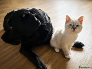 Ragdoll cats ✨ Exceptional FIFe Ragdoll Kittens ✨ - Advert 14