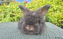 Angora rabbits for sale: 😍Large Angora babies- parents imported from 🇫🇷  - Image 24