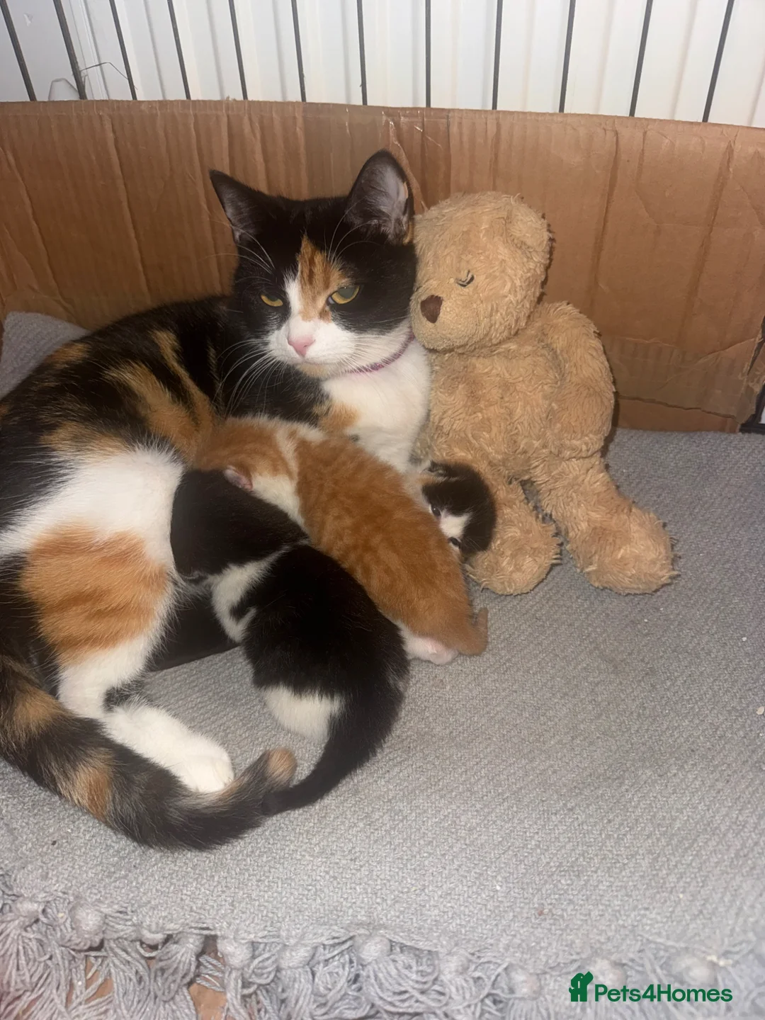 Mixed Breed cats for sale: Kittens for sale  in Wolverhampton - Advert 1