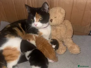 Mixed Breed cats Kittens for sale - Advert 1