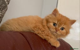 British Longhair cats for sale: BRIRISH long hair kittens - Image 10