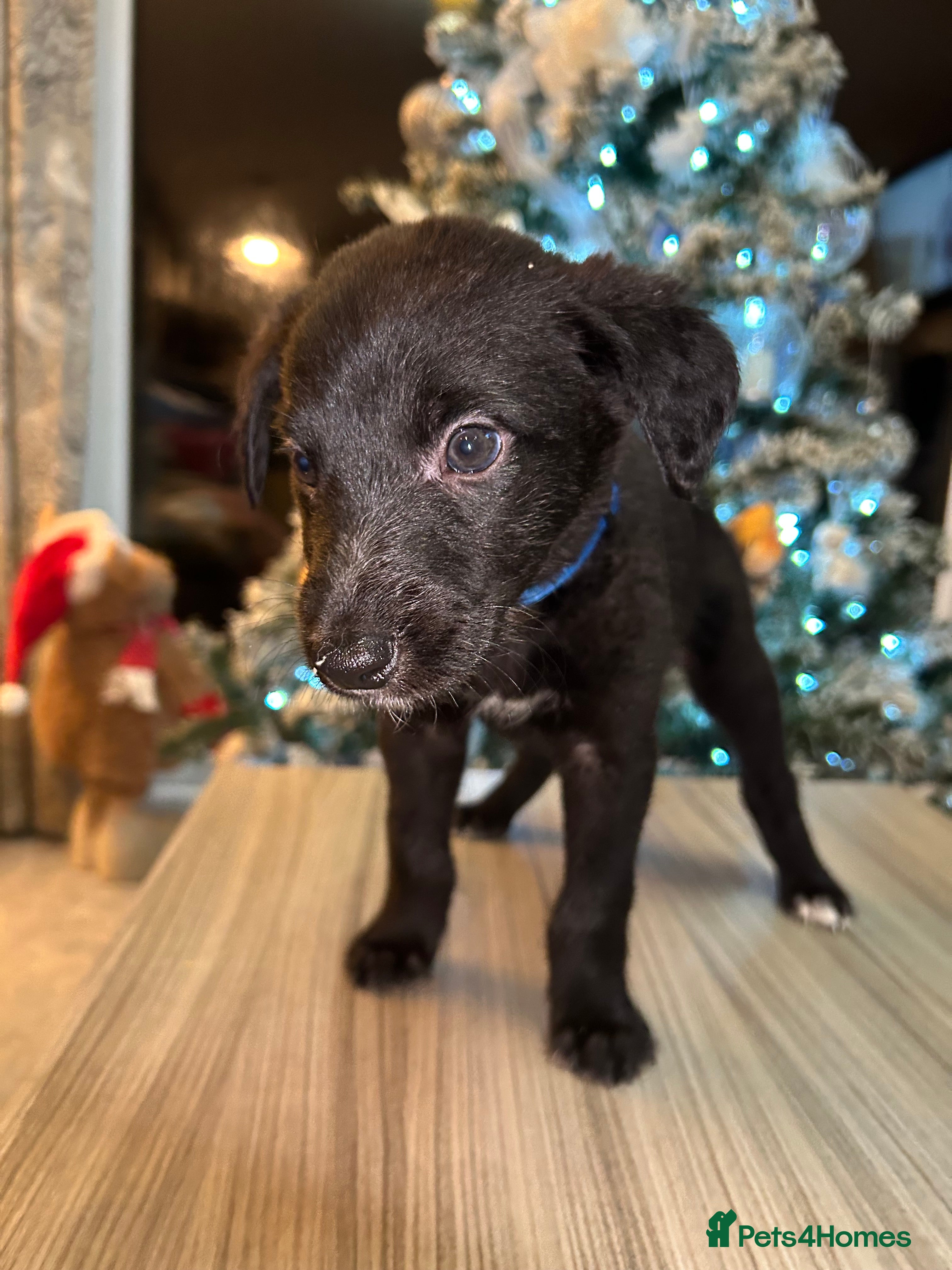 Mixed Breed dogs Lurchers  - Advert 1