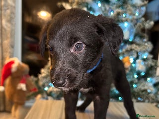 Mixed Breed dogs Lurchers - Advert 3