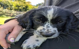 English Springer Spaniel dogs for sale: Speckled boy,playful & kind natured,HEALTH TESTED - Image 8