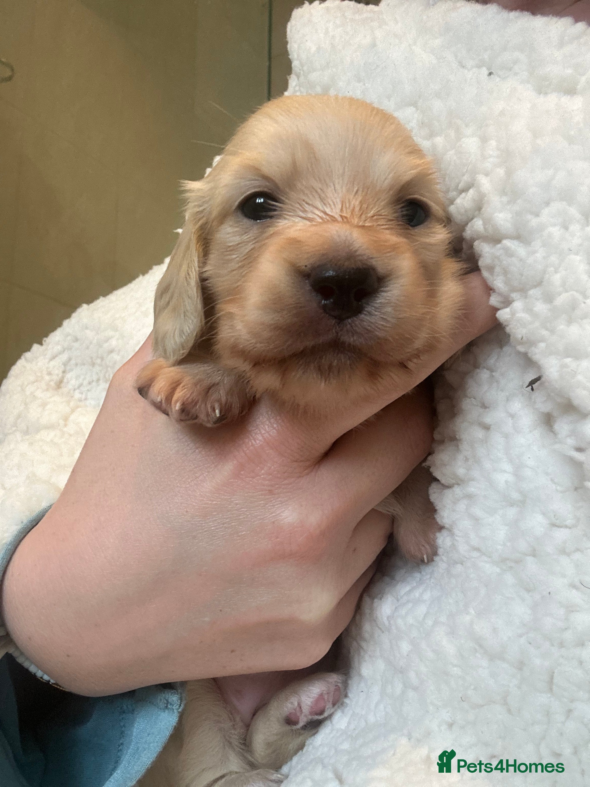 Miniature Dachshund dogs One cream girl available! ⭐️⭐️⭐️⭐️⭐️ - Advert 6