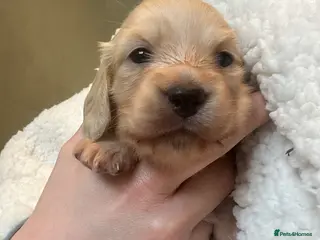 Miniature Dachshund dogs One cream girl available! ⭐️⭐️⭐️⭐️⭐️ - Advert 6