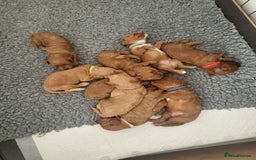 Cavachon dogs for sale: Cavapoochon - Image 14