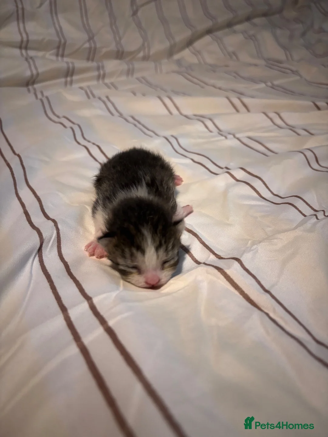 Scottish Fold cats for sale: Scottish Fold Kittens - Advert 2