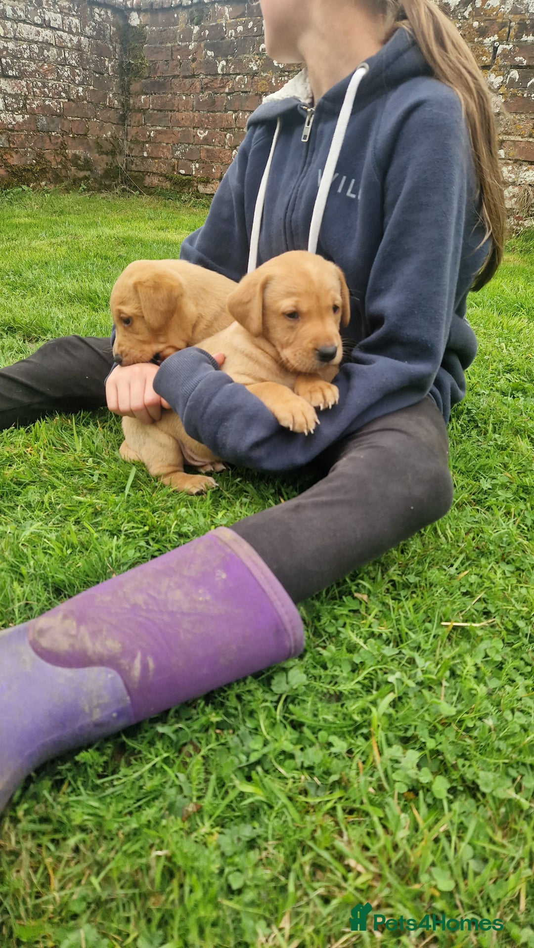 Labrador Retriever dogs for sale: Labrador puppies looking for 5* homes - Image 11