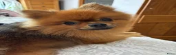 Pomeranian dogs for stud: Male Pomeranian up for stud in Stafford - Advert 4