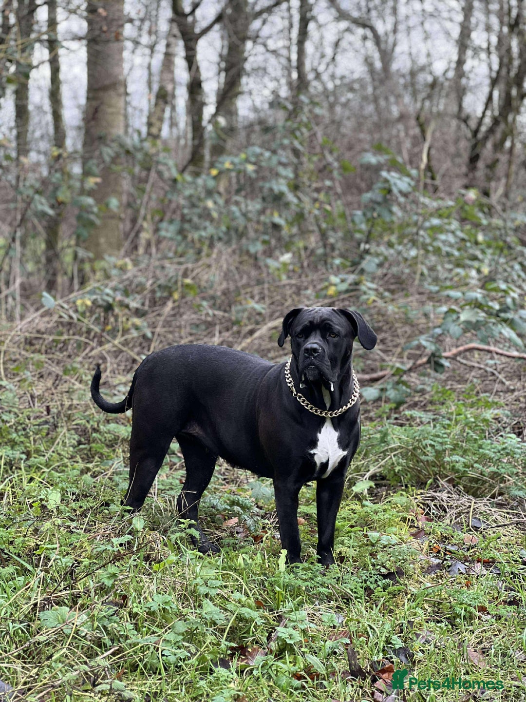 Cane Corso dogs for sale: Cane corso Russian champ bloodline puppies  - Advert 4